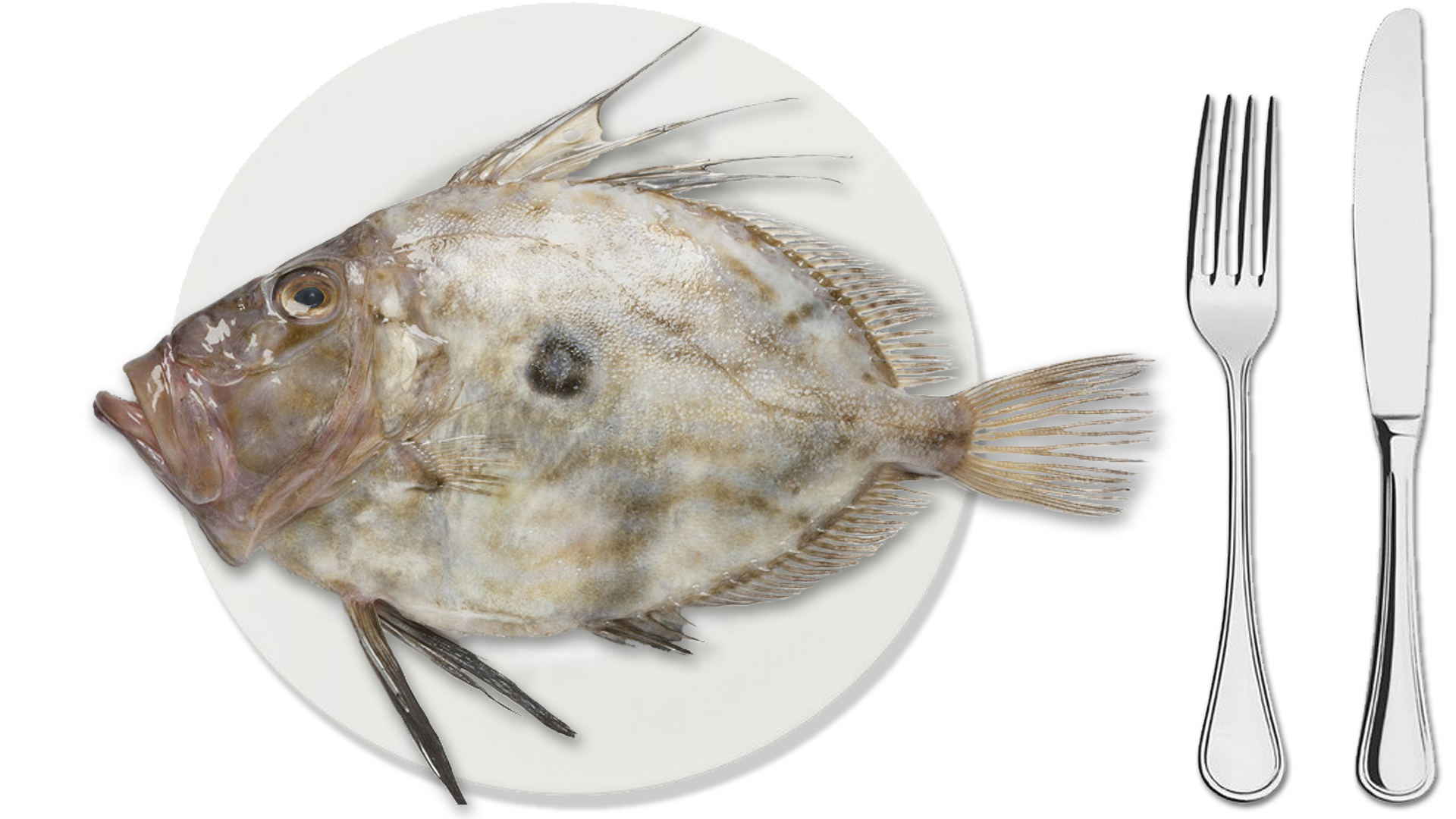 Pesce San Pietro