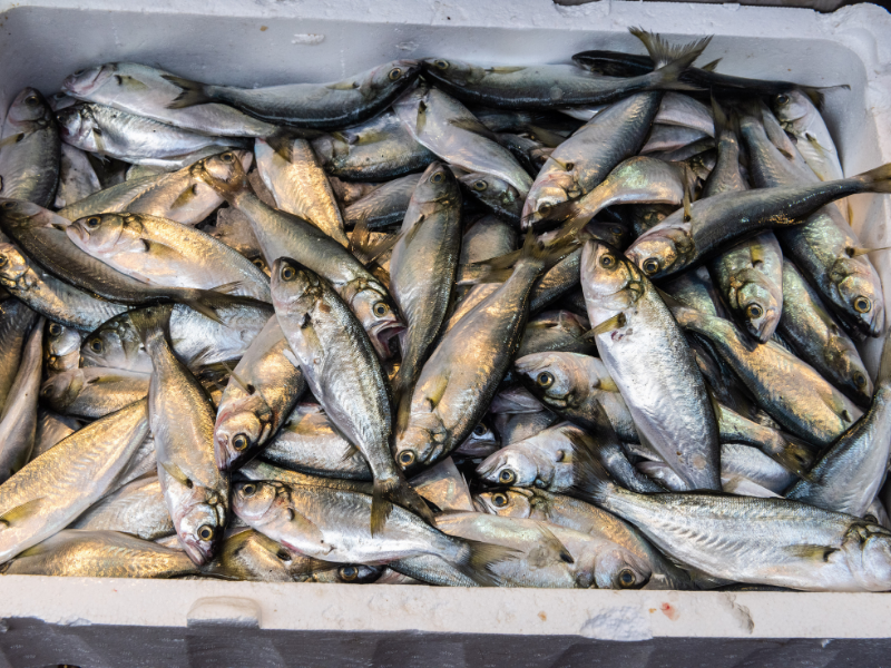 Cassetta di pesce serra