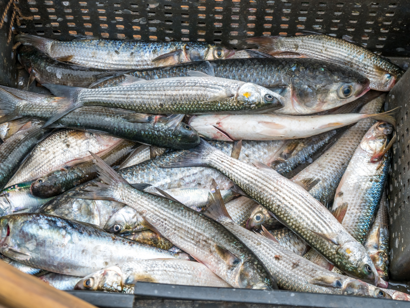 Cefalo appena pescato