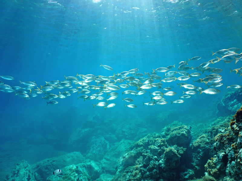 Banchi di pesce in movimento