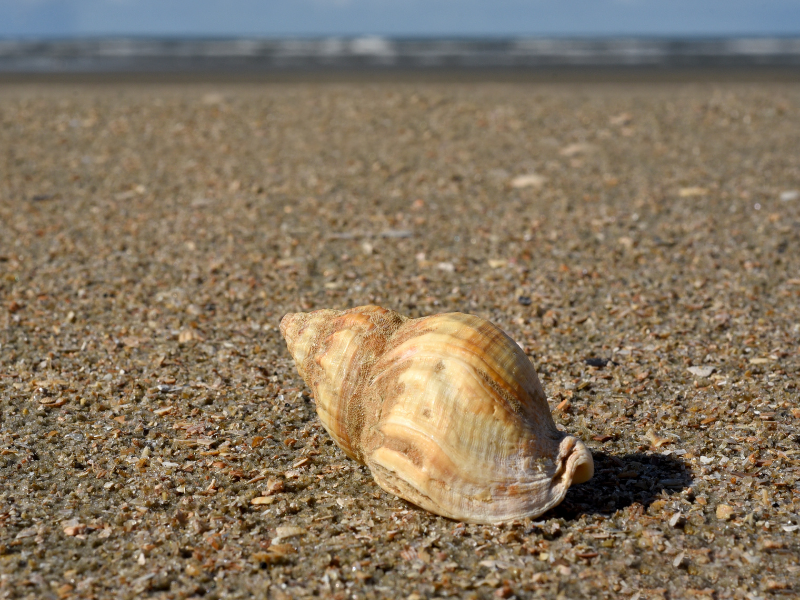 Lumachino di Mare sulla spiaggia