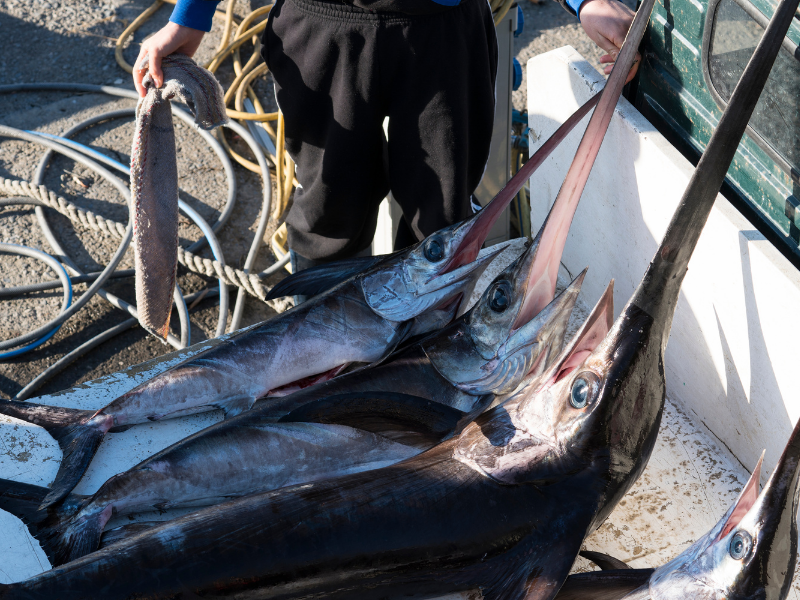 pesce spada appena pescato