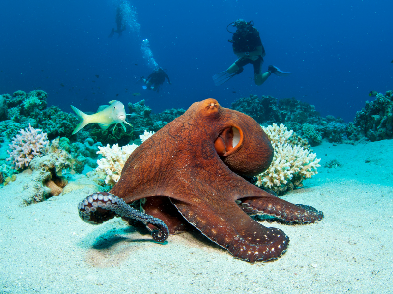 Polpo su fondale marino