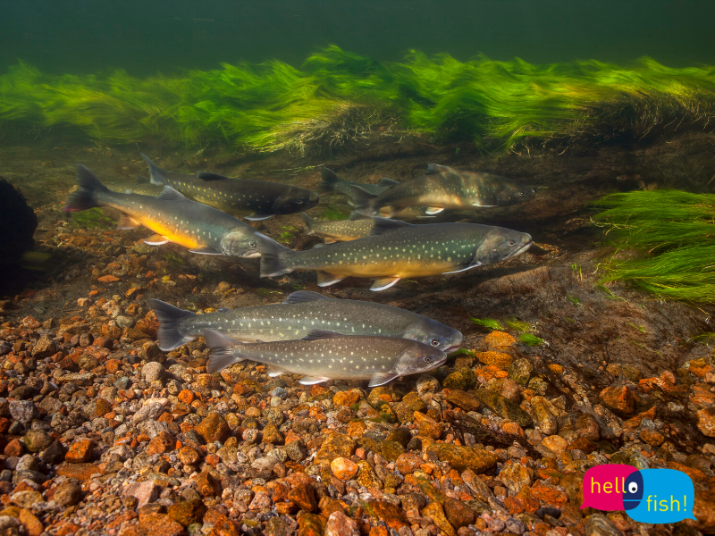 Salmerini in acqua