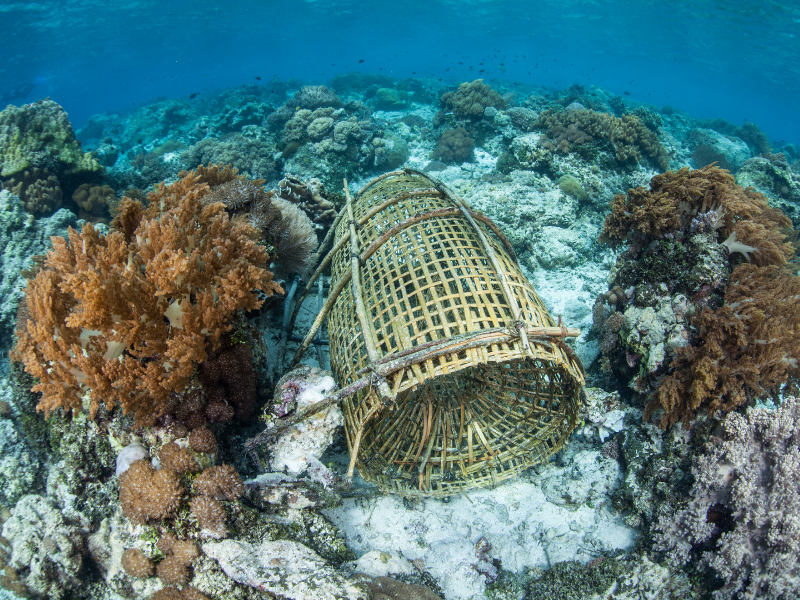 Trappola naturale in mare