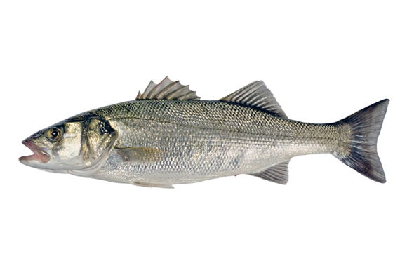 Spigola o Branzino