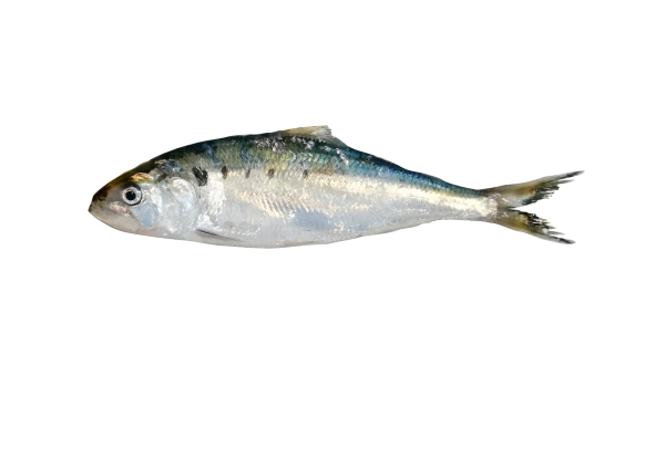 Alosa Cheppia