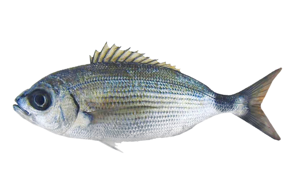 Occhiata