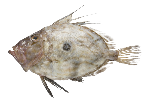 Pesce San Pietro