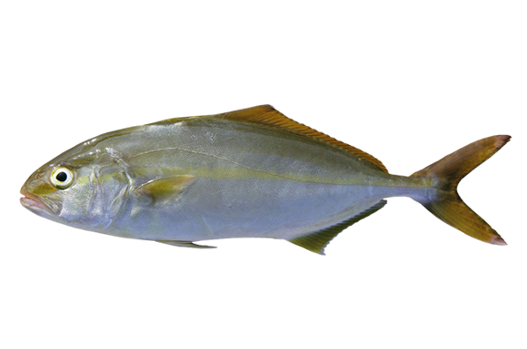 Ricciola